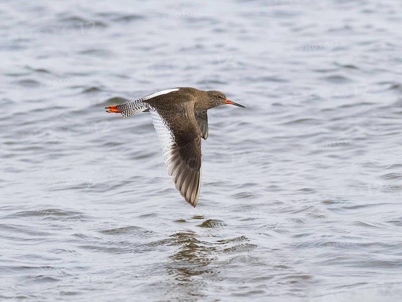 Redshank (Tringa totanus), migrant wader, adult bird, flying over the sea, North East coast, Northumberland, England, UK