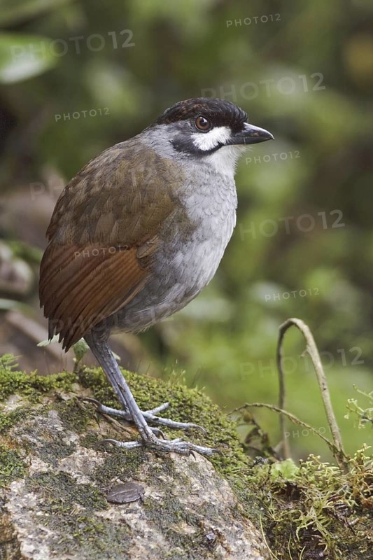 Jocotoco Antpitta (Grallaria ridgelyi), Ecuador