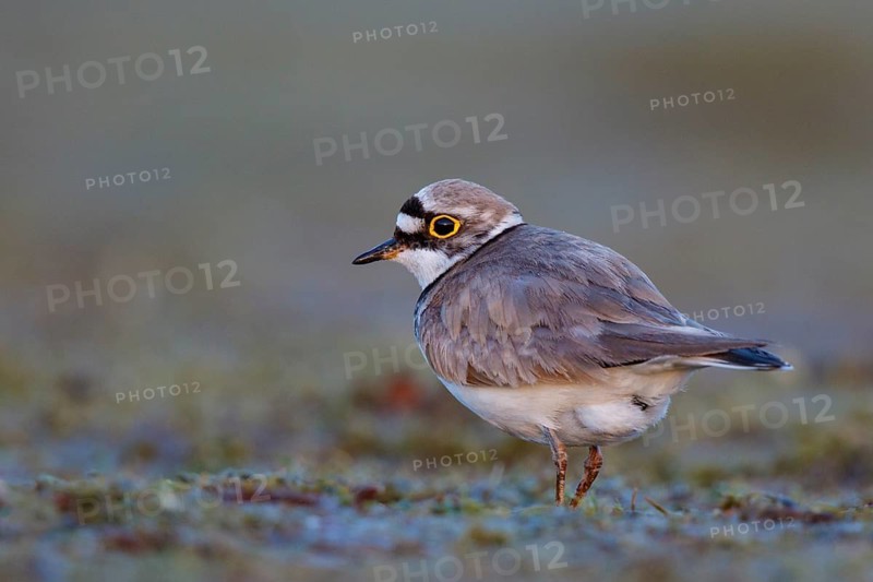Little Ringed Plover (Charadrius dubius) male, North Rhine-Westphalia, Germany