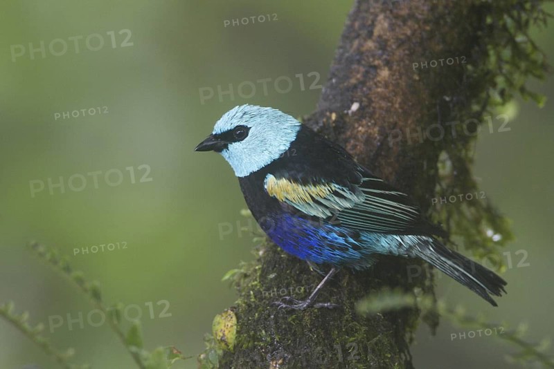 Blue-necked Tanager (Tangara cyanicollis), Pichincha, Ecuador
