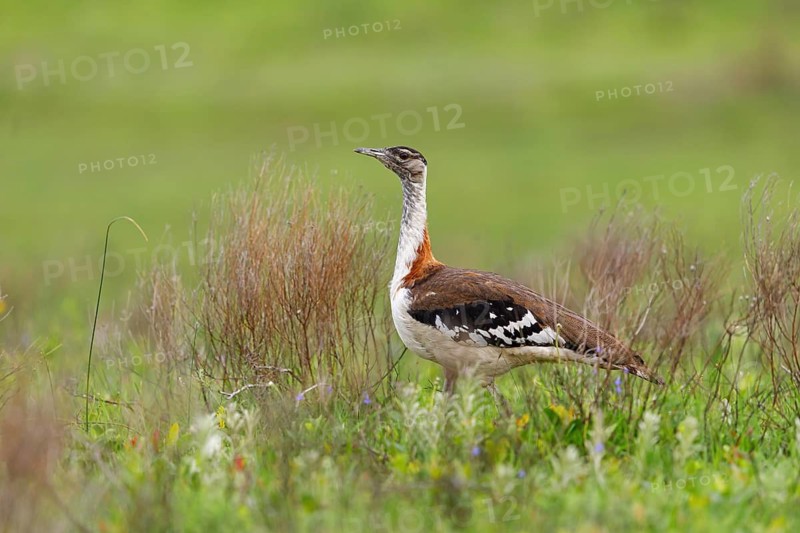 Kaffir Bustard, (Ardeotis denhami, Neotis denhami), Bustards, Birds, Africa, South Africa, KwaZulu-Natal, iSimangaliso Wetland Park, St. Lucia, KwaZulu-Natal