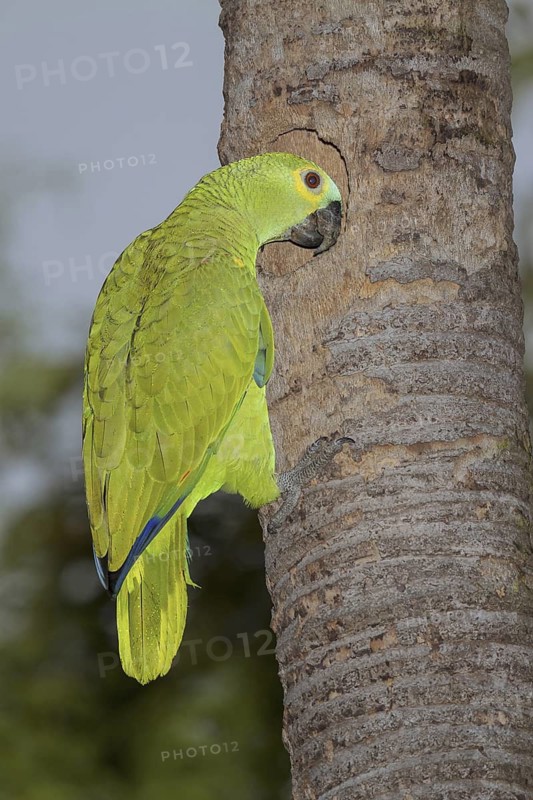 Turquoise-fronted Amazon (Amazona aestiva), Mato Grosso do Sul, Brazil