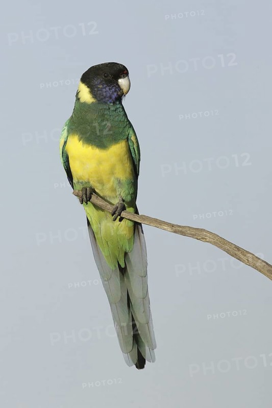 Australian Ringneck (Barnardius zonarius), South Australia, Australia