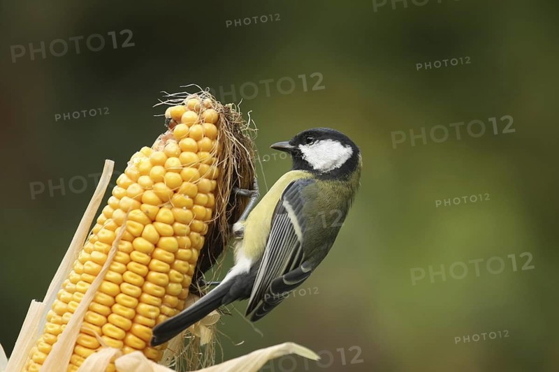Great Tit (Parus major), Lower Saxony, Germany