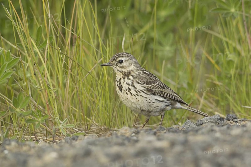 Meadow Pipit (Anthus pratensis), Iceland