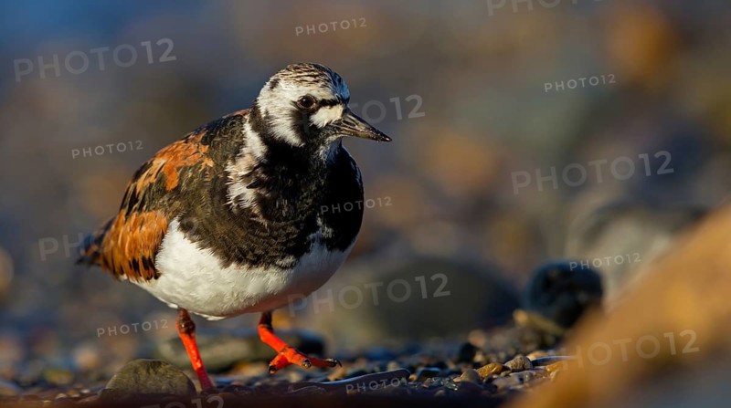 Turnstone, (Arenaria interpres), animals, birds, snipe family, biotope, habitat, foraging, Varanger, Finnmark, Norway
