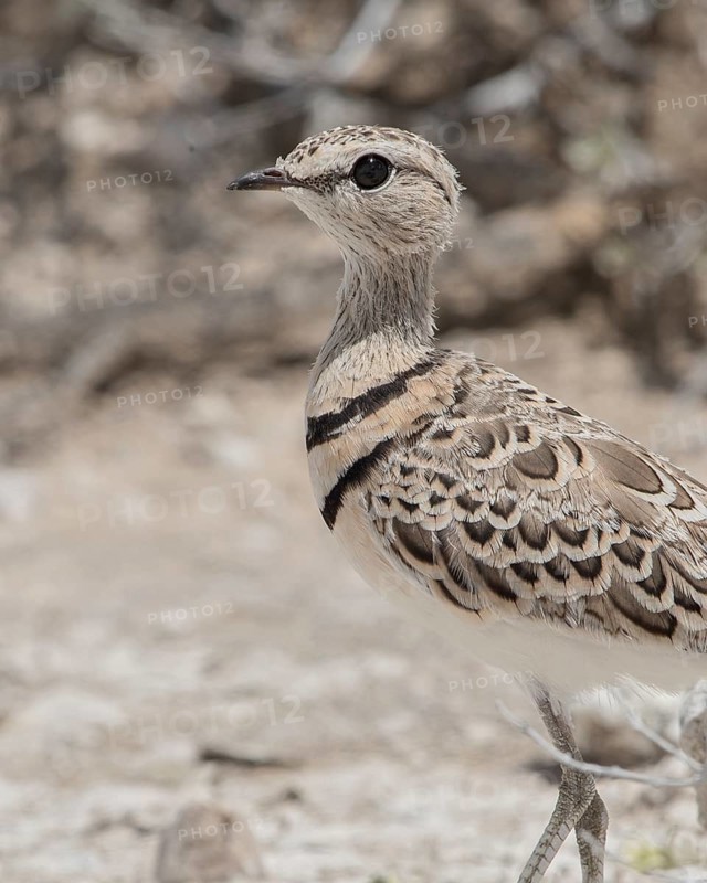 Double-banded Courser (Rhinoptilus africanus) perched on the ground, Namibia