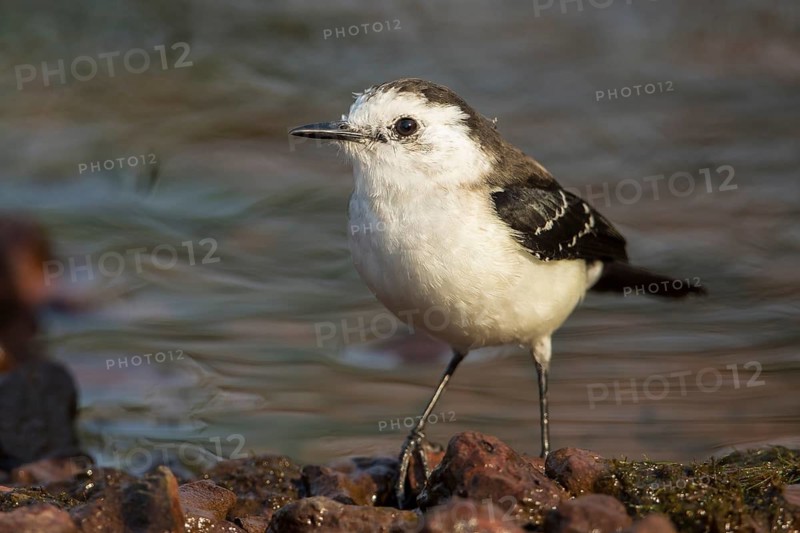 White-naped Xenopsaris (Xenopsaris albinucha) at waterhole, Bolivia