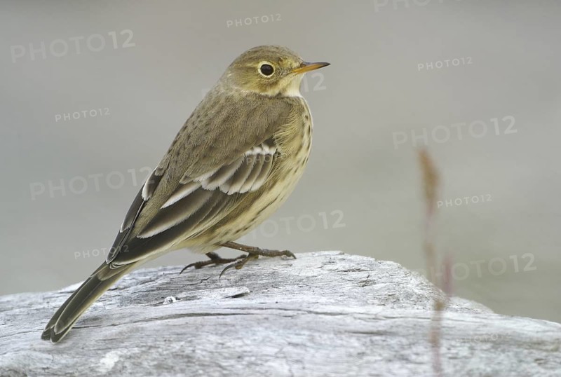 Buff-bellied Pipit (Anthus rubescens), British Columbia, Canada