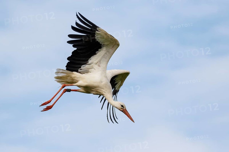 White Stork (Ciconia ciconia) flying, North Rhine-Westphalia, Germany