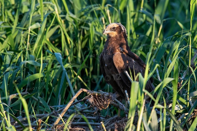 Western Marsh Harrier (Circus aeruginosus) female in reeds, Eilat, Israel