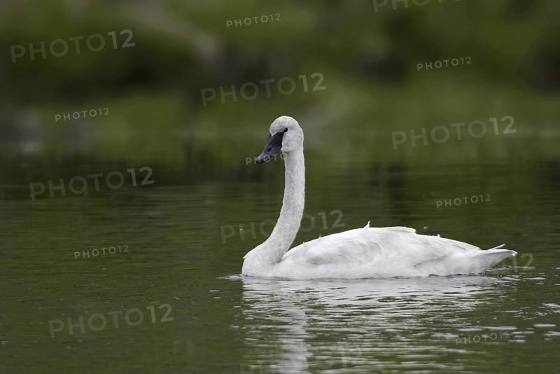 Trumpeter Swan (Cygnus buccinator), Wyoming, USA