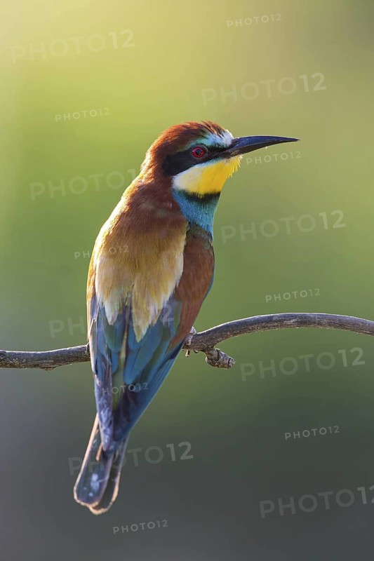 Bee-eater, (Merops apiaster), Animals, Birds, Raptor family, Perching station, Muselievo, Muselievo, Pleven, Bulgaria