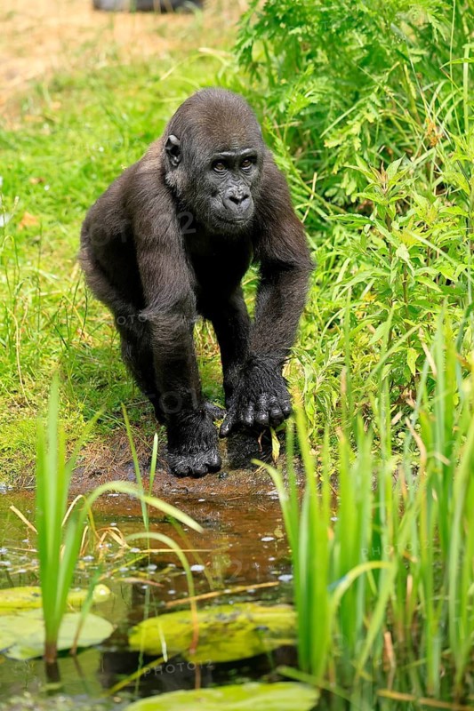 Western gorilla (Gorilla gorilla), young animal, at the water, discover
