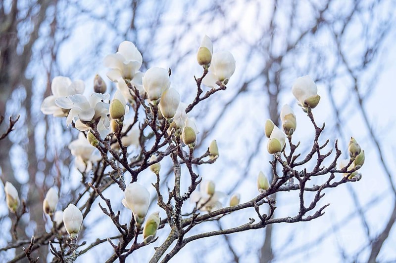 Close up of elegant white magnolia flowers blooming on bare branches against a pale blue sky. The scene captures the essence of early spring and natural renewal