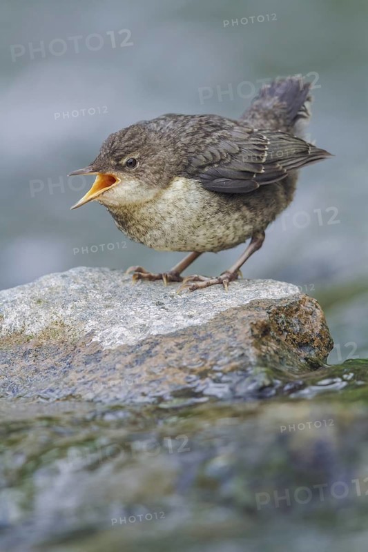 Wasseramsel juv., Cinclus cinclus White-throated Dipper juv., Cinclus cinclus
