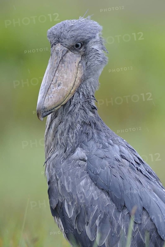 Shoebill (Balaeniceps rex), Uganda