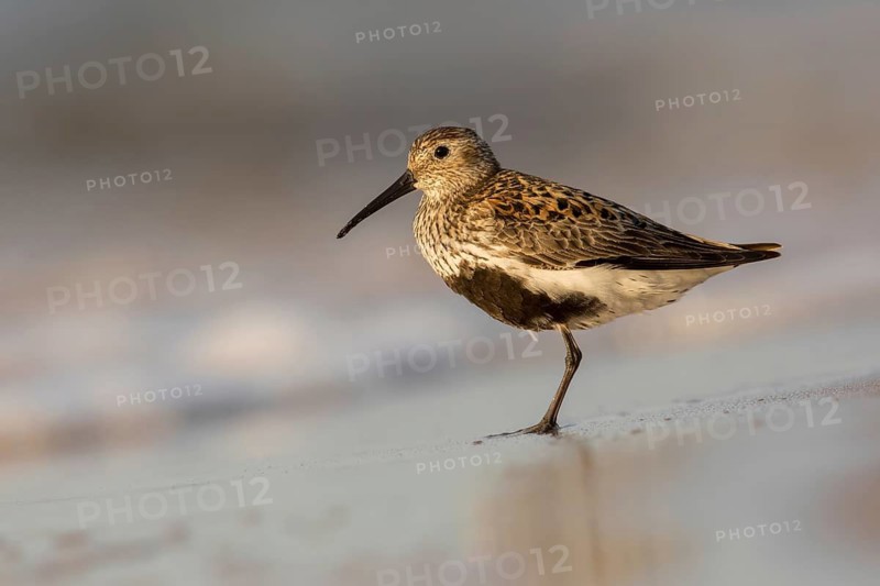 Dunlin (Calidris alpina), Poland