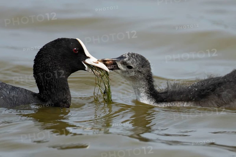 Eurasian coot (Fulica atra) adult parent bird feeding a juvenile baby chick on a lake, RSPB Minsmere nature reserve, Suffolk, England, United Kingdom