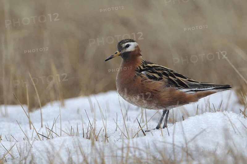 Red Phalarope (Phalaropus fulicarius), Alaska, USA