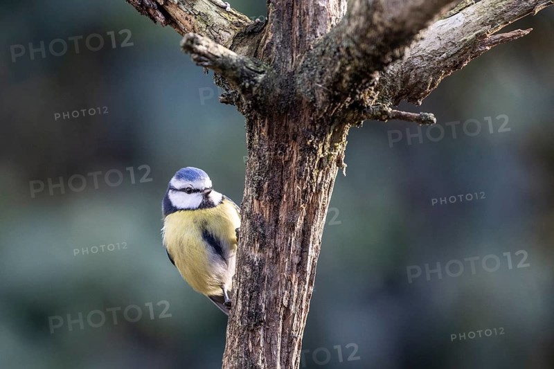 Blue tit (Parus caerulea), Emsland, Lower Saxony, Germany