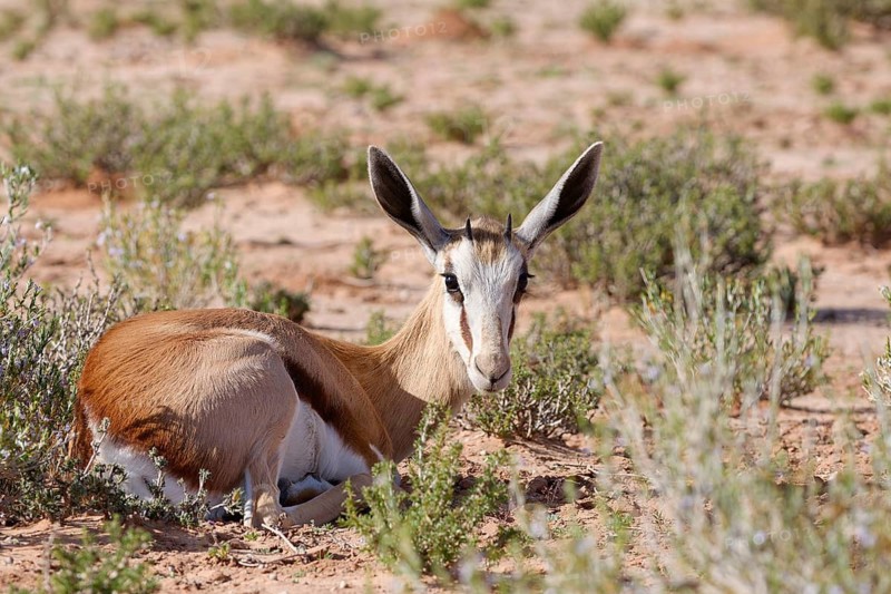 Springbok (Antidorcas marsupialis), young animal, lying in the grassland, looking at camera, Kgalagadi Transfrontier Park, Northern Cape, South Africa