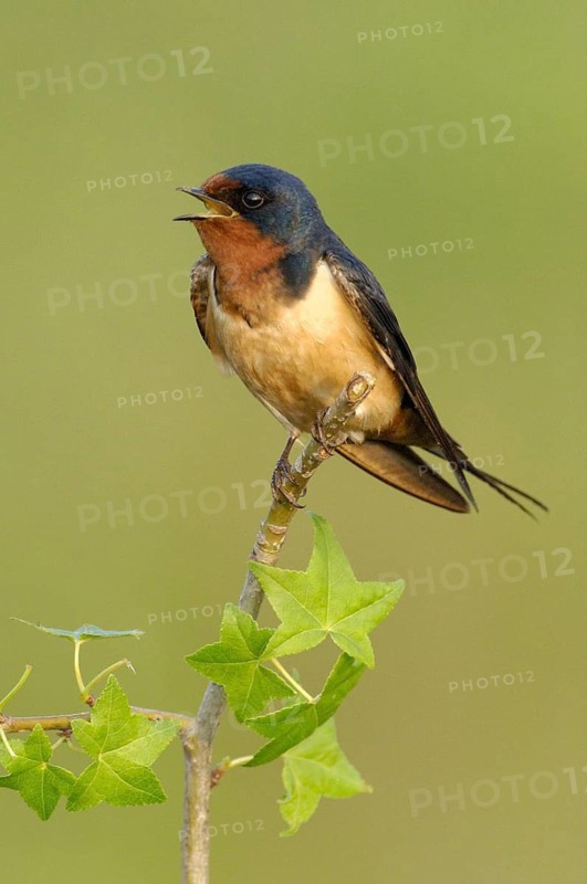 Barn Swallow (Hirundo rustica) singing, Texas, USA