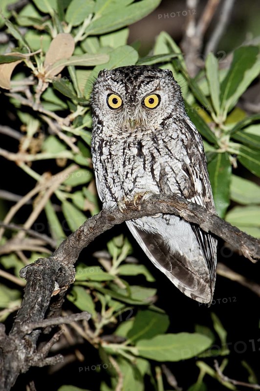 Whiskered Screech Owl (Megascops trichopsis), Arizona, USA