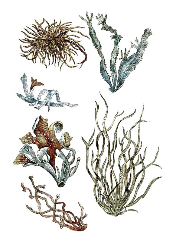Lichen roccella, lichen, digital reproduction of a historical model, between 1790 and 1810