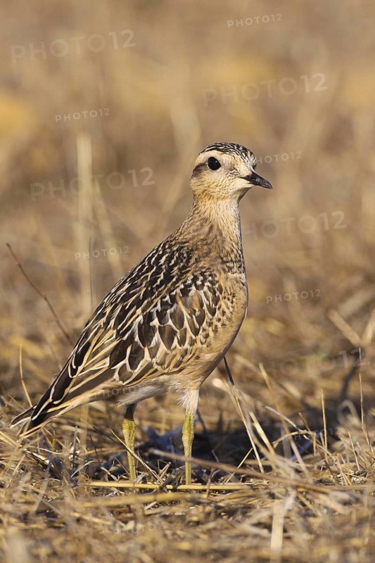 Eurasian Dotterel (Charadrius morinellus), Cabo Espichel, Portugal