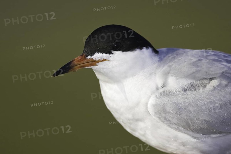 Common Tern (Sterna hirundo), California, USA