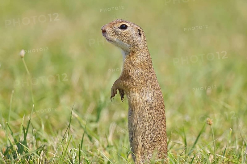 European ground squirrel (Spermophilus citellus) standing upright in a meadow, animal portrait, Burgenland Austria