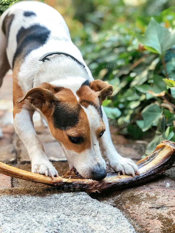 A small dog eagerly chews on a large bone in a garden setting. The surrounding greenery and brick path create a peaceful outdoor atmosphere perfect for a joyful pet moment