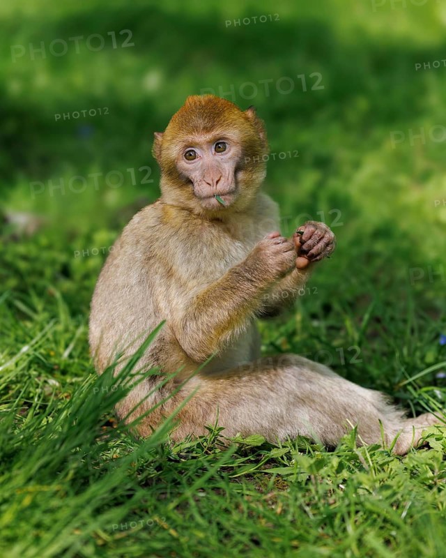Young Barbary macaque (Macaca sylvanus), Germany