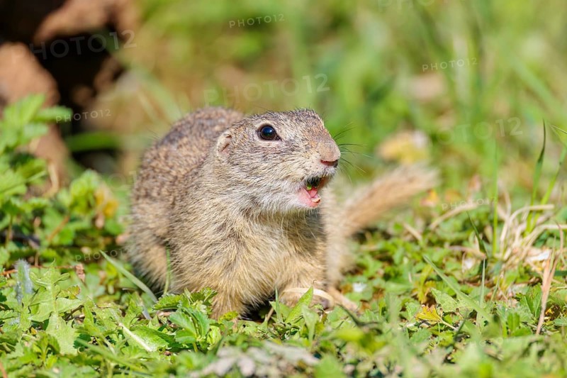 A fully grown European ground squirrel (Spermophilus citellus) eats leaves and flowers in a green meadow on a sunny day. Austria
