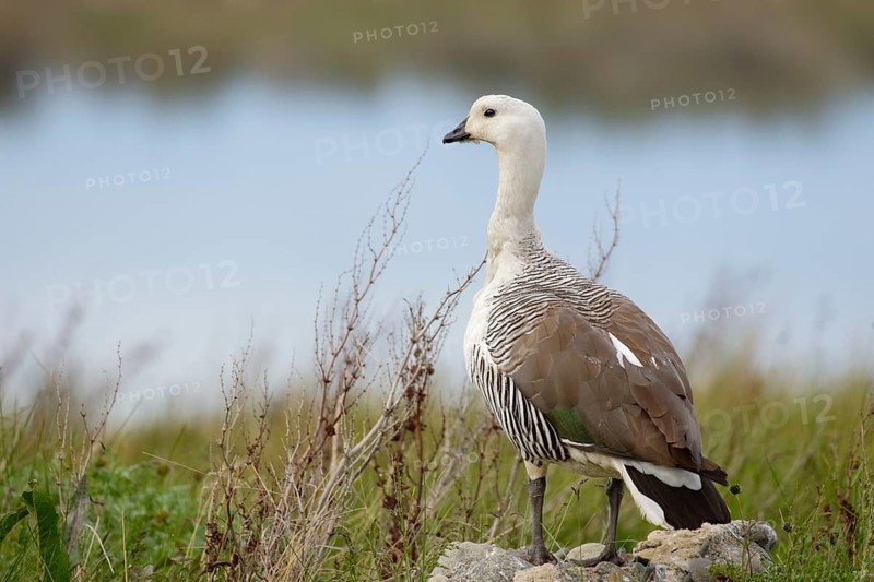 Magellangans (Chloephaga picta) Männchen auf dem Beobachtungsposten