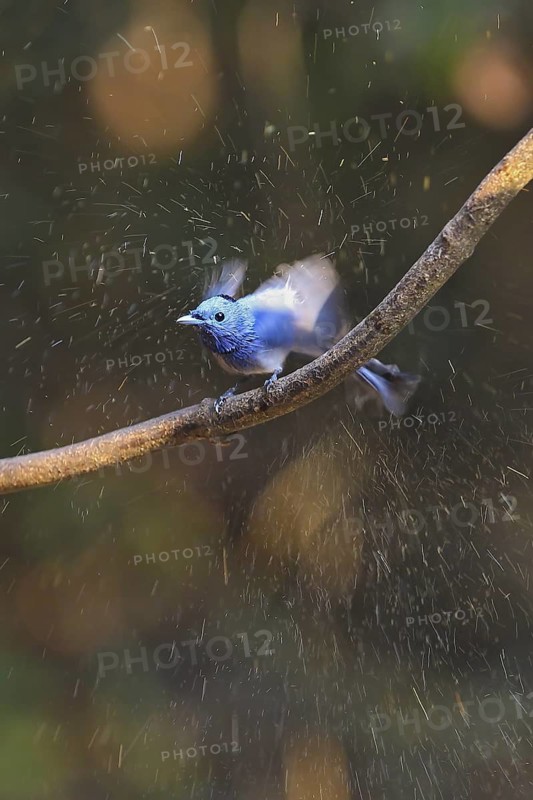 Black-naped Monarch (Hypothymis azurea) male, Kaeng Krachan, Thailand