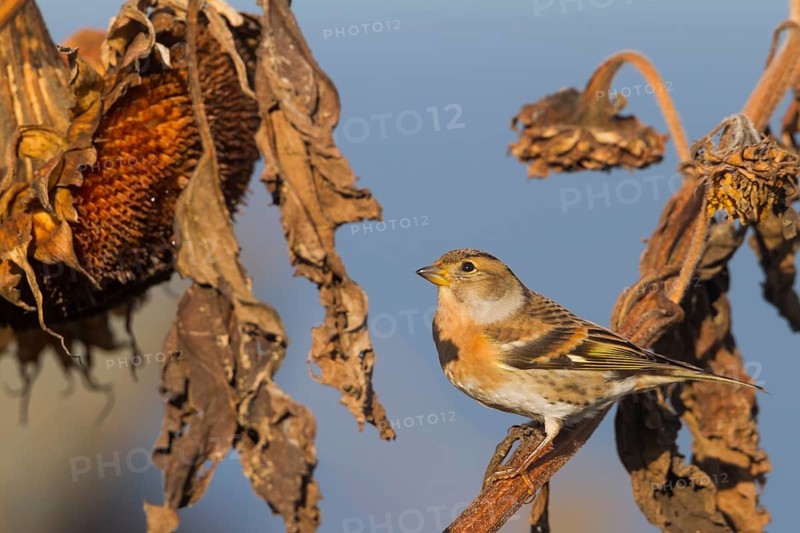 Brambling - Bergfink - Fringilla montifringilla, Germany, adult female