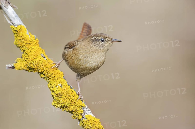 Eurasian Wren (Troglodytes troglodytes) perched on a lichen covered branch, Aosta Valley, Italy