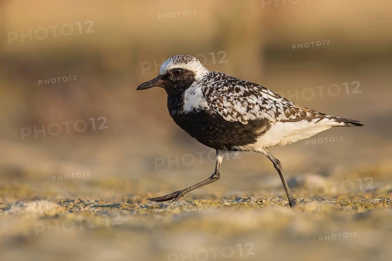 Grey Plover (Pluvialis squatarola), Poland