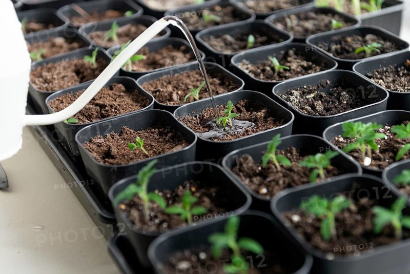 A close up of young tomato seedlings being carefully watered in small black pots, fostering growth. The tender plants show vibrant green leaves in nutrient rich soil