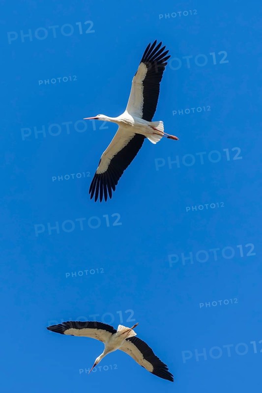 Two storks flying elegantly in the clear blue sky, white stork (Ciconia ciconia), wildlife, Germany