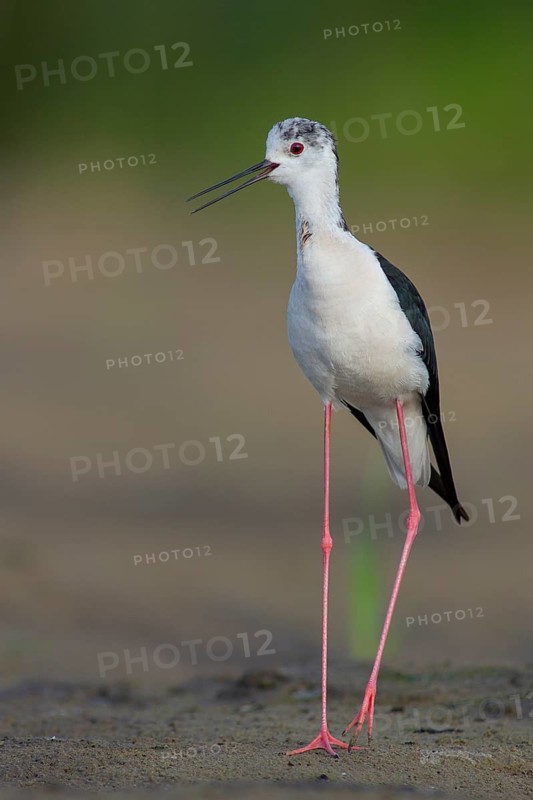Black-winged Stilt (Himantopus himantopus) male, Subotica, Serbia