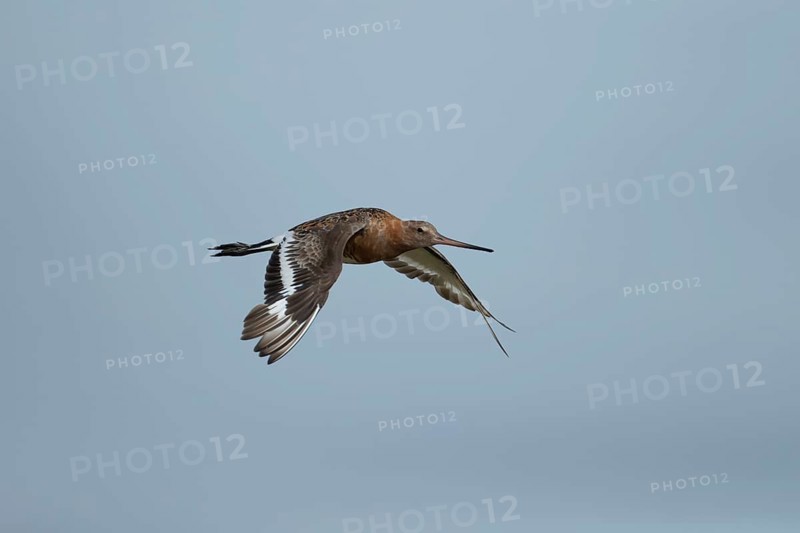 Black tailed godwit (Limosa limosa) adult male wading bird in summer plumage flying, Norfolk, England, United Kingdom