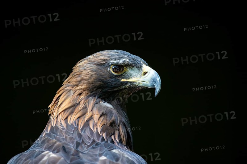 Golden eagle (Aquila chrysaetos) Austria