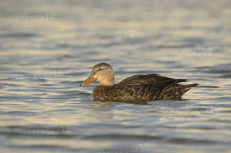 Mottled Duck (Anas fulvigula) female, Texas, USA