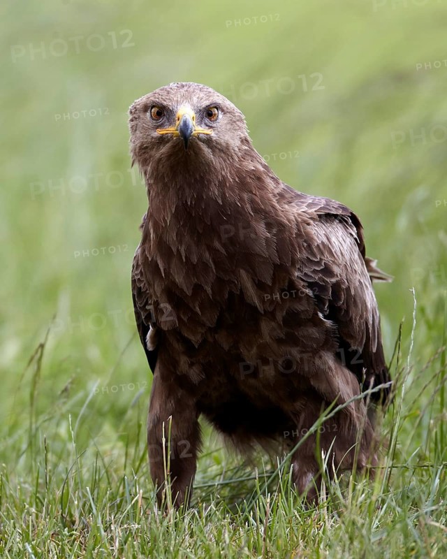 Lesser Spotted Eagle (Clanga pomarina) on grassland, Mecklenburg-Western Pomerania, Germany
