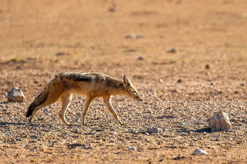 Black-backed jackal (Canis mesomelas), Kgalagadi Transfrontier National Park, Northern Cape, South Africa