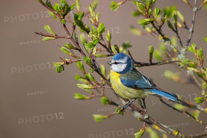 Blue tit, Cyanistes caeruleus) on perch, Nahe valley, Rhineland-Palatinate, Germany