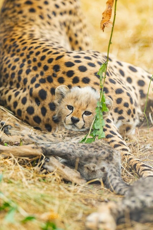 Cheetah (Acinonyx jubatus) youngster lying on a meadow, captive, occurrence Africa